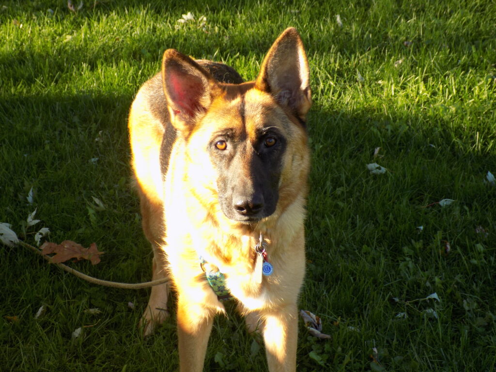 Gretta is ready to Walk her Human