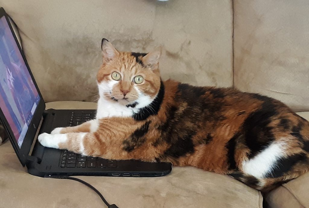 Sadie computer cat