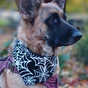 Dog Bandana Halloween Glow in the Dark