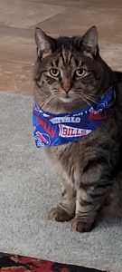 cat wearing bandana